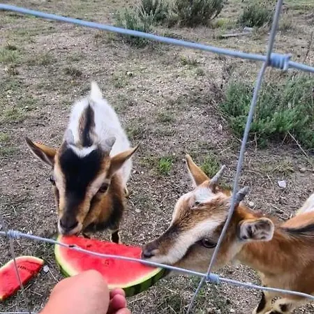 Semesterbostad Quinta Da Cavada - Medronh'al Oliveira do Hospital